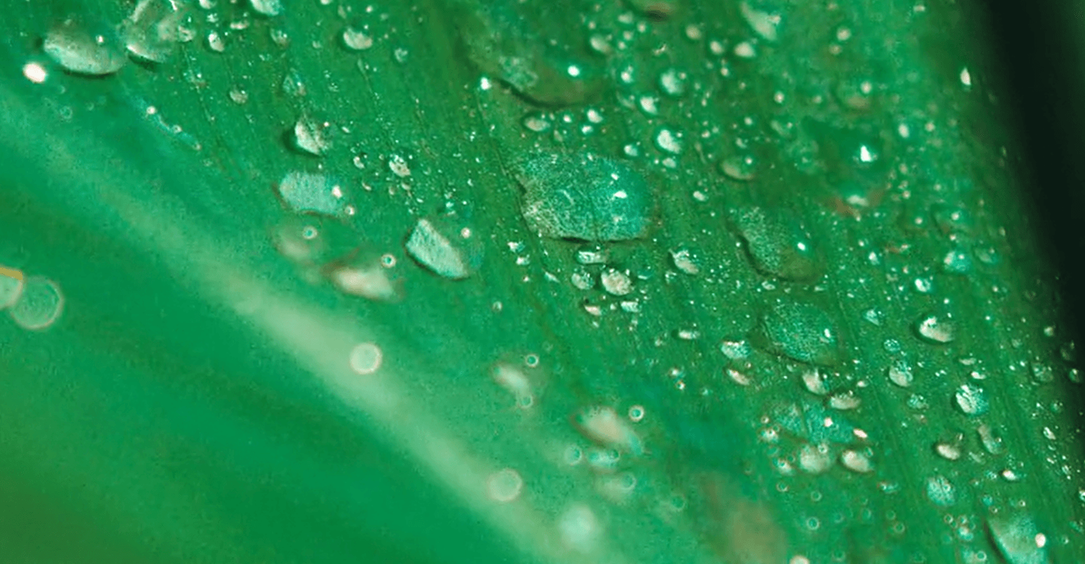 Close-up macro of water droplets on a leaf