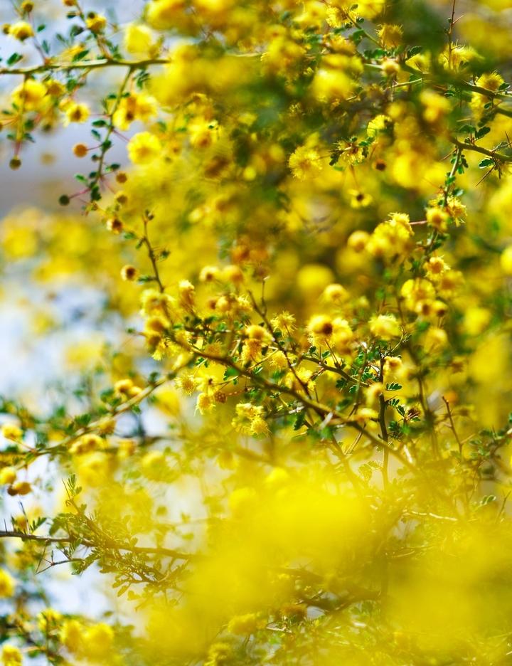 A close up of yellow flowers in Collie